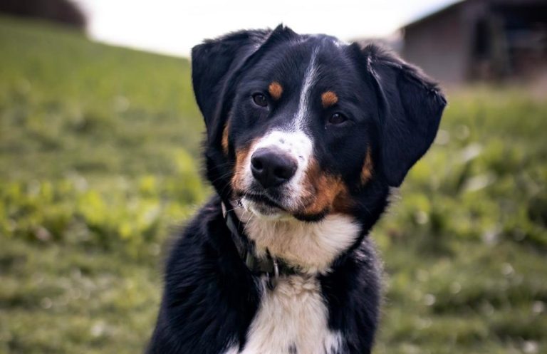 Rationsüberprüfung und Hundeernährungsberatung