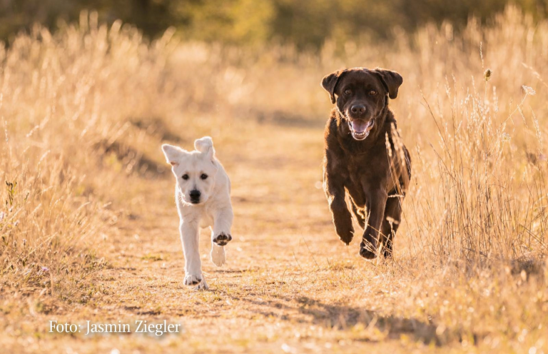 Individuelle Hundeernährungsberatung