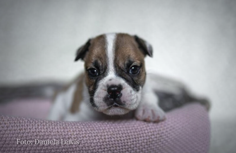 Ernährungsberatung Welpe