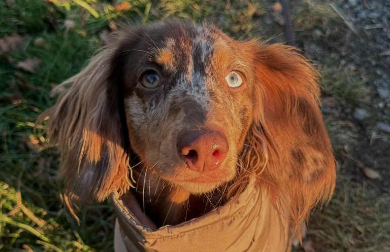 Ernährungsberatung Allergiker Hund
