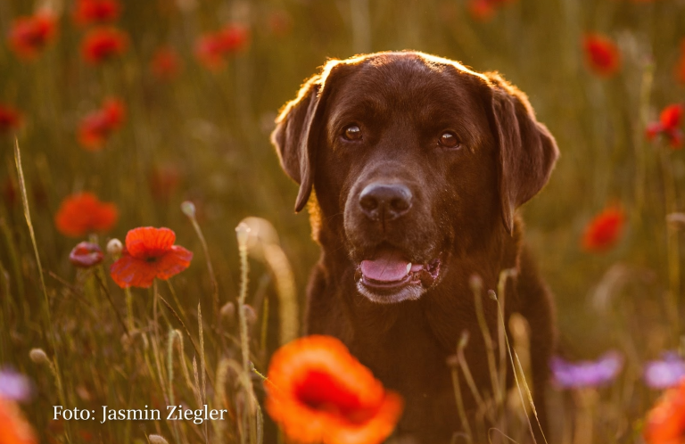Ernährungsberatung Senior