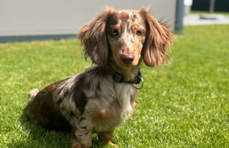 Ernährungsberatung erwachsener Hund